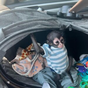 Bubbles – The Adventrous Spider