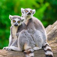 The Couple Lemurs – Mark and Jesse