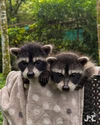 The Couple – King and Queen