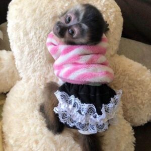 Jess – The Cute Capuchin